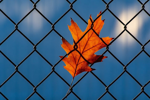 Leaf stuck in a fence.