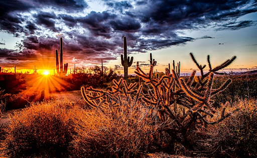 Cactus in the sunset.